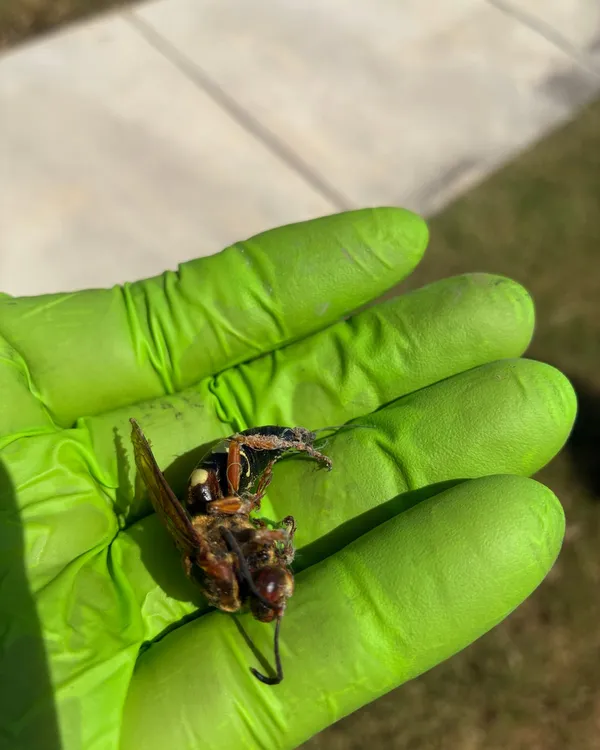 A cicada killer wasp in the palm of a gloved hand