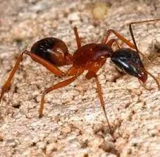 Fire ant mound in a Texas lawn