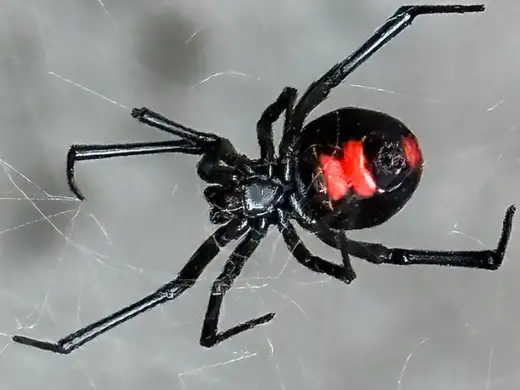 Black widow spider in its web, found during a home inspection