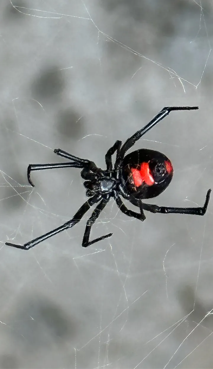 Black widow spider in its web, found during a home inspection