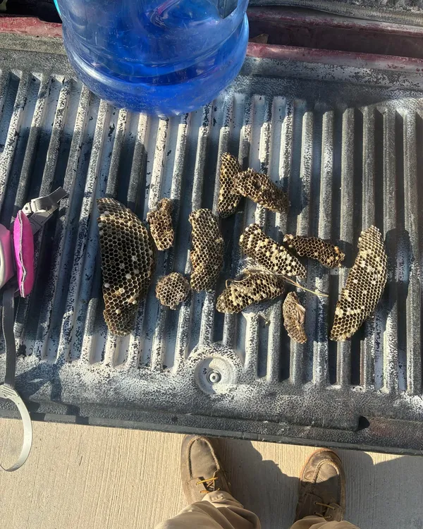 A dozen paper wasp nests laid out in a truck bed after removal